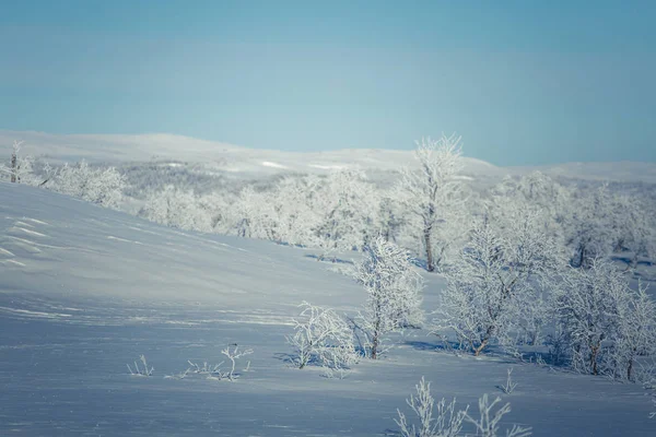 Un beau paysage blanc d'une journée d'hiver norvégienne enneigée — Photo