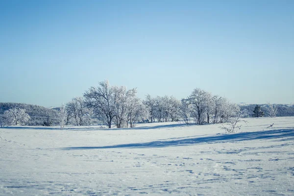 Een prachtige witte landschap van een besneeuwde Noorse winterdag — Stockfoto