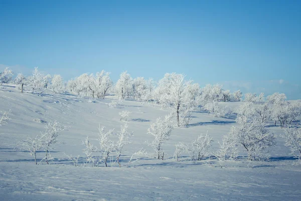 Un hermoso paisaje blanco de un nevado día de invierno noruego —  Fotos de Stock