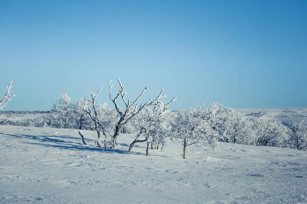 Un hermoso paisaje blanco de un nevado día de invierno noruego —  Fotos de Stock