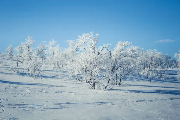 Un beau paysage blanc d'une journée d'hiver norvégienne enneigée — Photo