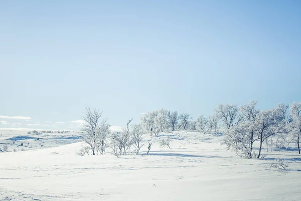 雪に覆われたノルウェーの冬の日の美しい白の風景 — ストック写真
