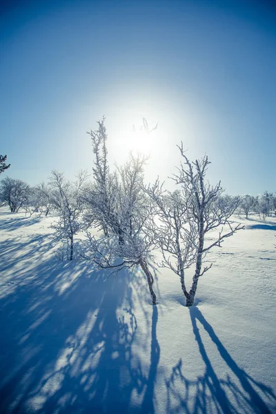 Un hermoso paisaje blanco de un nevado día de invierno noruego —  Fotos de Stock