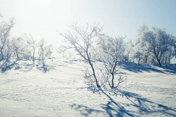 Un hermoso paisaje blanco de un nevado día de invierno noruego —  Fotos de Stock