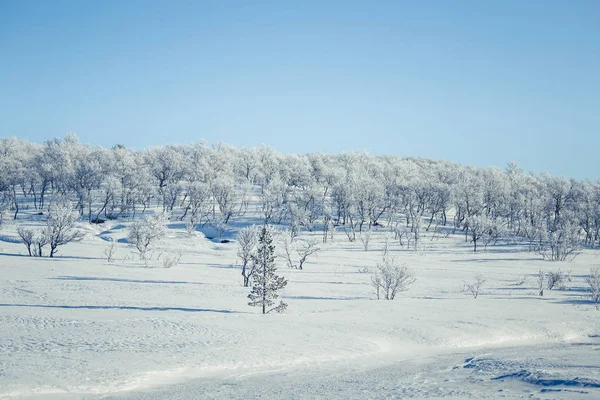 Un hermoso paisaje blanco de un nevado día de invierno noruego —  Fotos de Stock