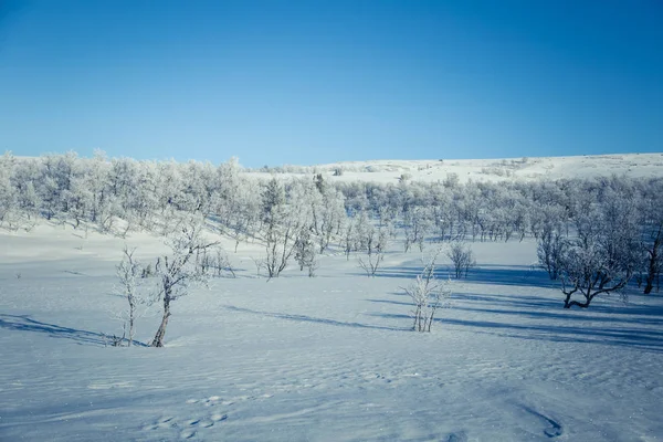 Un hermoso paisaje blanco de un nevado día de invierno noruego — Foto de Stock