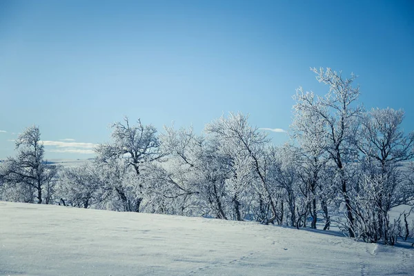 Un hermoso paisaje blanco de un nevado día de invierno noruego —  Fotos de Stock