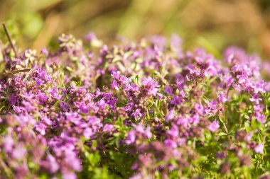 Ahşap çiçek açması bir doğal kekik çiçek güzel bir portre. Bitkisel çay. Closeup alan sığ derinliği olan.