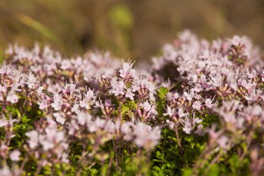 Ahşap çiçek açması bir doğal kekik çiçek güzel bir portre. Bitkisel çay. Closeup alan sığ derinliği olan.