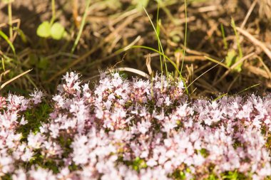 Ahşap çiçek açması bir doğal kekik çiçek güzel bir portre. Bitkisel çay. Closeup alan sığ derinliği olan.