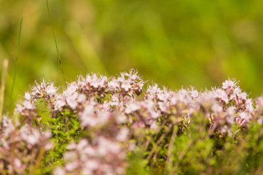 Ahşap çiçek açması bir doğal kekik çiçek güzel bir portre. Bitkisel çay. Closeup alan sığ derinliği olan.