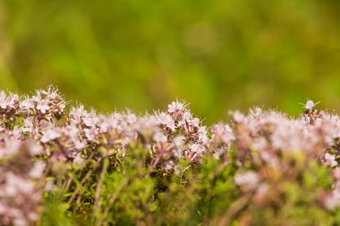 Ahşap çiçek açması bir doğal kekik çiçek güzel bir portre. Bitkisel çay. Closeup alan sığ derinliği olan.