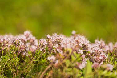 Ahşap çiçek açması bir doğal kekik çiçek güzel bir portre. Bitkisel çay. Closeup alan sığ derinliği olan.