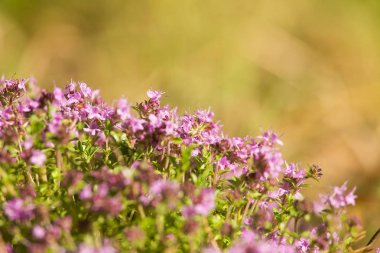 Ahşap çiçek açması bir doğal kekik çiçek güzel bir portre. Bitkisel çay. Closeup alan sığ derinliği olan.
