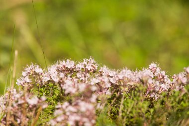 Ahşap çiçek açması bir doğal kekik çiçek güzel bir portre. Bitkisel çay. Closeup alan sığ derinliği olan.