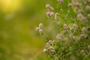 Bir soluk mor tüylü çim güneş güzel bir portre. Closeup alan sığ derinliği olan.