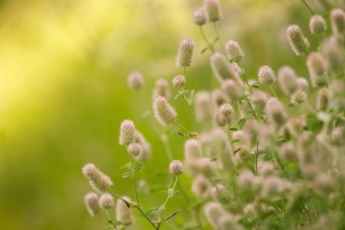 Bir soluk mor tüylü çim güneş güzel bir portre. Closeup alan sığ derinliği olan.