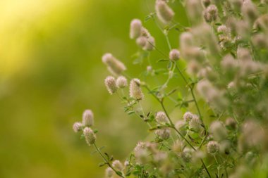 Bir soluk mor tüylü çim güneş güzel bir portre. Closeup alan sığ derinliği olan.
