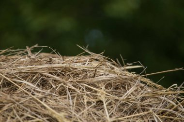Doğal bir kuru ot güzel bir closeup. Soyut doğa arka plan deseni.