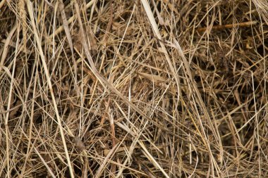 Doğal bir kuru ot güzel bir closeup. Soyut doğa arka plan deseni.