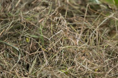 Doğal bir kuru ot güzel bir closeup. Soyut doğa arka plan deseni.