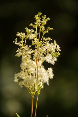 Ormanın çiçek güzel bir uzun boylu filipendula. Bitkisel çay rahatlatıcı. Closeup alan sığ derinliği olan.