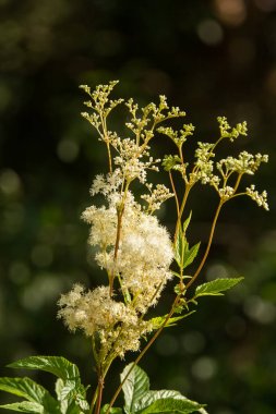 Ormanın çiçek güzel bir uzun boylu filipendula. Bitkisel çay rahatlatıcı. Closeup alan sığ derinliği olan.
