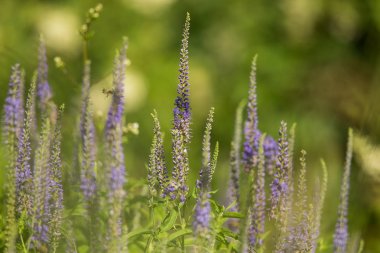 Bir yaz çayır çiçek güzel bir bahçe speedwells. Vahşi veronicas bol.
