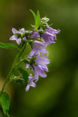 Bir ormanda çiçek güzel bir mavi bellflower. Alan sığ derinliği olan canlı closup.