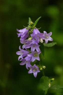 Bir ormanda çiçek güzel bir mavi bellflower. Alan sığ derinliği olan canlı closup.