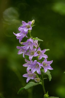 Bir ormanda çiçek güzel bir mavi bellflower. Alan sığ derinliği olan canlı closup.