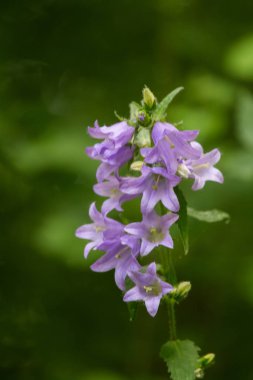 Bir ormanda çiçek güzel bir mavi bellflower. Alan sığ derinliği olan canlı closup.