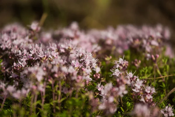 Ahşap çiçek açması bir doğal kekik çiçek güzel bir portre. Bitkisel çay. Closeup alan sığ derinliği olan.