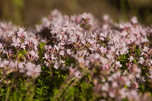 Un hermoso primer plano de un tomillo silvestre natural florece cerca del bosque. Té de hierbas. Primer plano con poca profundidad de campo . — Foto de Stock