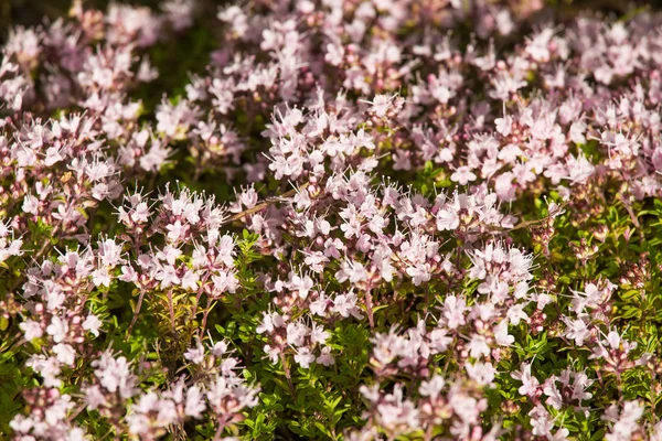 Ahşap çiçek açması bir doğal kekik çiçek güzel bir portre. Bitkisel çay. Closeup alan sığ derinliği olan.