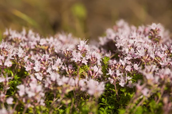 Ahşap çiçek açması bir doğal kekik çiçek güzel bir portre. Bitkisel çay. Closeup alan sığ derinliği olan.