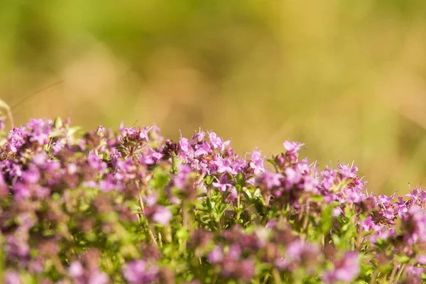 Un hermoso primer plano de un tomillo silvestre natural florece cerca del bosque. Té de hierbas. Primer plano con poca profundidad de campo . — Foto de Stock