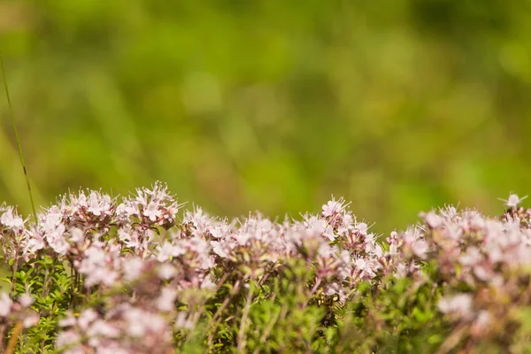 Ahşap çiçek açması bir doğal kekik çiçek güzel bir portre. Bitkisel çay. Closeup alan sığ derinliği olan.