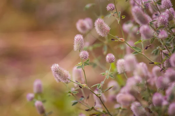 Un hermoso primer plano de una hierba esponjosa púrpura pálida bajo el sol. Primer plano con poca profundidad de campo . — Foto de Stock