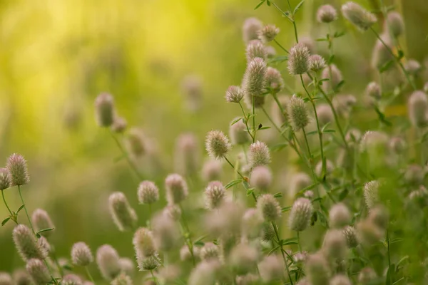 Un hermoso primer plano de una hierba esponjosa púrpura pálida bajo el sol. Primer plano con poca profundidad de campo . — Foto de Stock