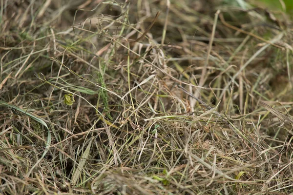 Doğal bir kuru ot güzel bir closeup. Soyut doğa arka plan deseni.