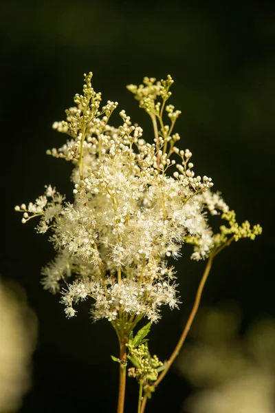 Ormanın çiçek güzel bir uzun boylu filipendula. Bitkisel çay rahatlatıcı. Closeup alan sığ derinliği olan.