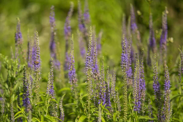 夏の草原の花の美しい庭を speedwells。野生ヴェロニカス ・たっぷり. — ストック写真