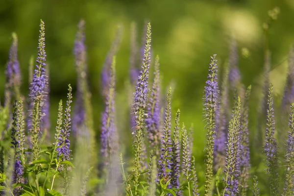 Um belo jardim speedwells florescendo em um prado de verão. Montes de veronicas selvagens . — Fotografia de Stock