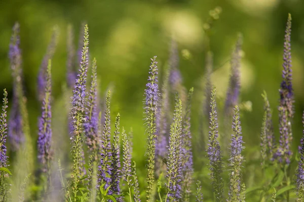 Um belo jardim speedwells florescendo em um prado de verão. Montes de veronicas selvagens . — Fotografia de Stock