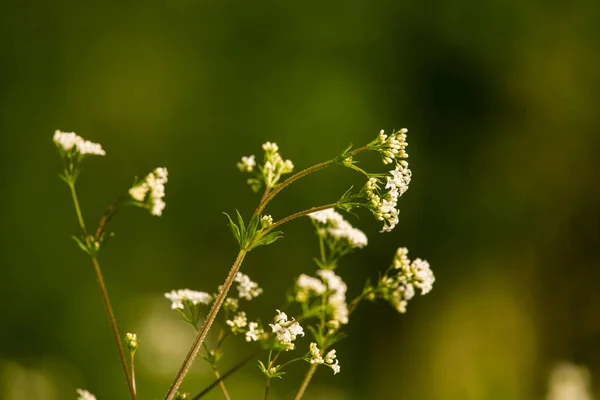 Una hermosa paja blanca floreciendo en un prado de verano. Primer plano vibrante con una profundidad de campo poco profunda . — Foto de Stock