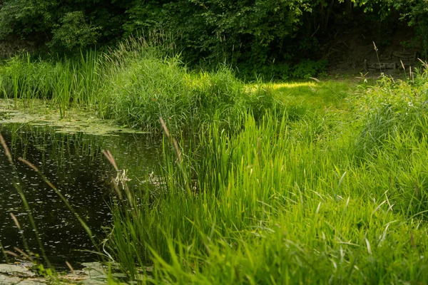 Bir riverside bir güzel, rahatlatıcı yaz manzara. Canlı kırsal manzara.