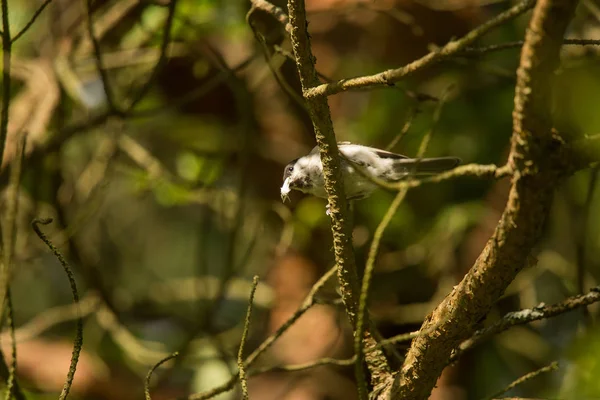 Krásné malé lesní tit krmení na můry na stromě. Hnízdění ptáků v létě. — Stock fotografie