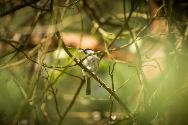 Красивая маленькая лесная сиська, питающаяся мотыльками на дереве. Сезон гнездования птиц летом . — стоковое фото