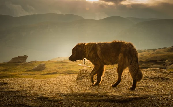 Retrato de un perro pastor en un paisaje Cárpato — Foto de Stock